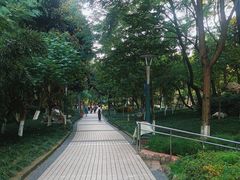 -神仙树公园