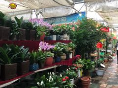 -秦美花卉(天朗·莱茵小城2期店)