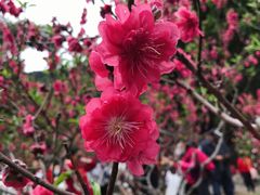 -桃花涧