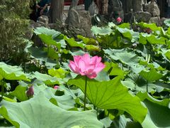 -莲池书院博物馆