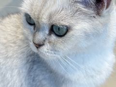 -怪兽屋·羊驼·猫咖·狗咖(俊华广场店)
