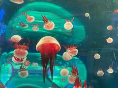 -左海海底世界