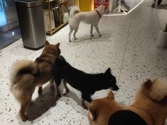 -柴务处·柴犬主题狗咖