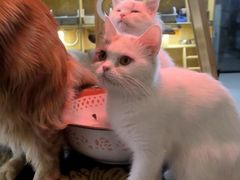 -平行世界·猫咖(首经贸店)