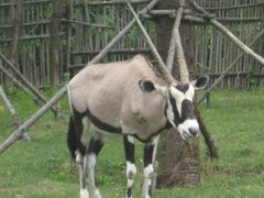 -大连森林动物园