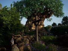 -奥兰多迪士尼动物王国乐园