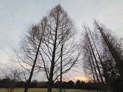 -上海滨江森林公园