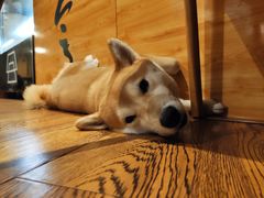 -柴务处·柴犬主题狗咖