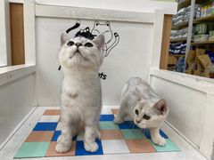 -瑞鹏宠物医院·夜间急症·心超·猫科(祖庙分店)