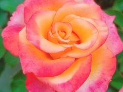 -亚龙湾国际玫瑰谷