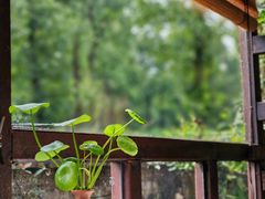 -野蔓果·山野菜(西湖景区·龙井茶田店)