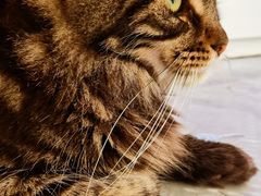 -1013 PET SHOP精品宠物商店(丁香店)