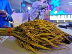 -上海喜玛拉雅酒店-宴会中心