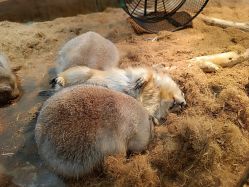 -Zoolung Zoolung动物主题公园(海信广场店)