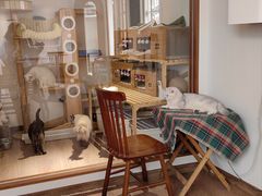 -有猫主题·治愈系猫咖(曾厝垵店)