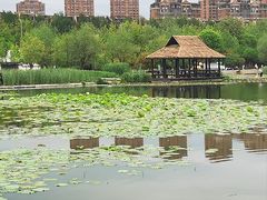 -前关湿地公园