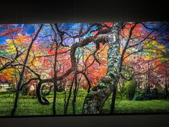 -罗红摄影艺术馆