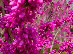 -石家庄市植物园