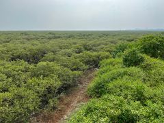 -北海金海湾红树林生态旅游区