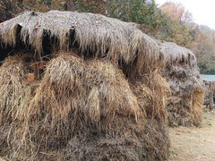 -千年银杏谷文化旅游区