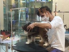 -momokira米努特·德文卷毛猫·棉花面纱犬