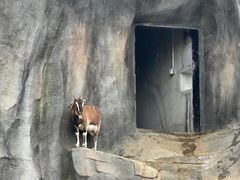 -武汉动物园