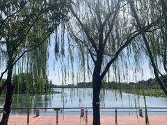 -贡湖湾湿地公园