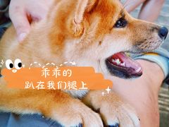 -柴犬高等学院·狗咖·柴犬售卖·宠物训练