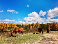 -塞罕坝国家级自然保护区