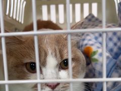 -凯特喵百思猫专科医院