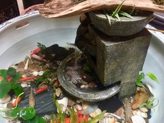 -普洱茶府(博乐广场店)