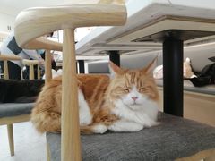 -喵园·猫主题咖啡厅·撸猫·猫咖(国贸店)