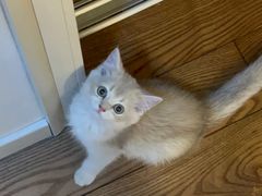 -欣宠猫屋·矮脚拿破仑·蓝金金渐层