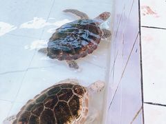 -广东惠东海龟国家级自然保护区