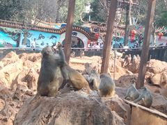 -昆明动物园