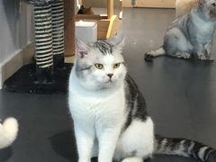 -Heymao猫咖.咖啡厅(东门店)