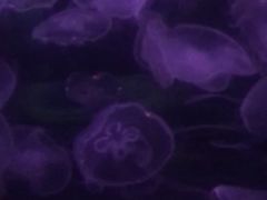 -重庆欢乐海底世界