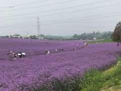 -紫颐香薰山谷景区
