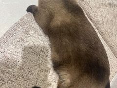 -藏猫猫咖啡主题馆(中央大道店)