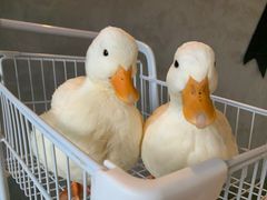 -浣熊柯尔鸭土拨鼠·电玩咖