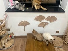 -楼上猫咖(罗湖店)