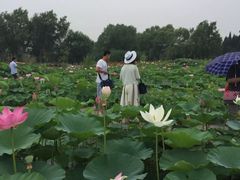 -白洋淀景区