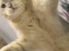 -中农大我爱我爱24h动物医院·中医针灸·猫专科·骨科医疗中心(双井店)