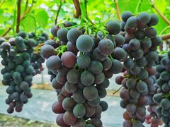 -金谷域澳洲庄园