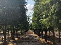 -泗洪洪泽湖湿地景区