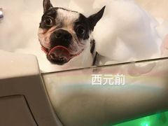 -西元前宠物酒店(郑庄府邸店)