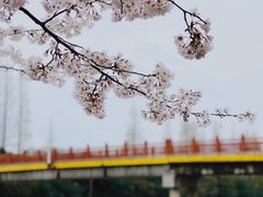 -高东镇樱花园