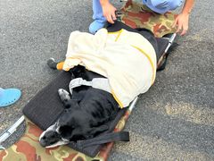-谐和贝康宠物医院24小时·宠保定点(急重症转诊中心)