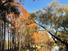 -上海共青森林公园