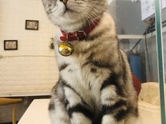 -平行世界·猫咖(首经贸店)